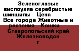 Зеленоглазые вислоухие серебристые шиншилы › Цена ­ 20 000 - Все города Животные и растения » Кошки   . Ставропольский край,Железноводск г.